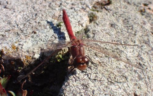 Réf. 354 243 : Sympetrum vulgatum